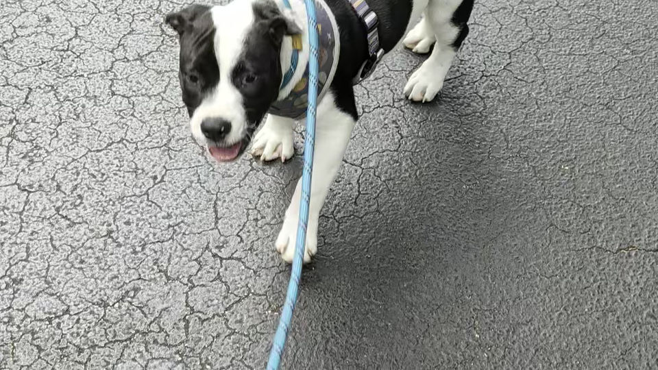 Unedited video of shelter Pitbull puppy training